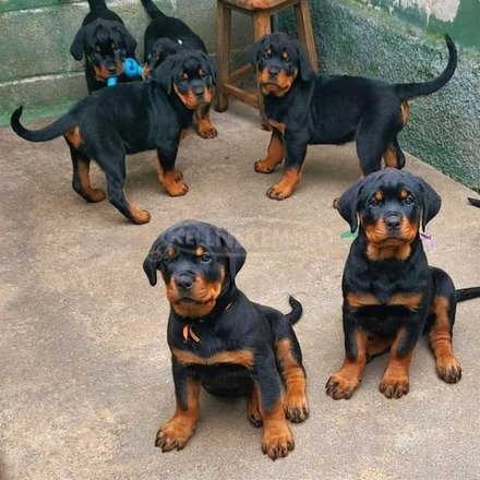 Fajtatiszta rottweiler kölykök eladók - 3/3