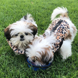 Gyönyörű shih tzu kölykök eladók.