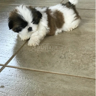 Gyönyörű shih tzu kölykök eladók.