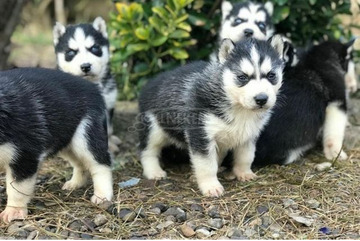 A szibériai husky kölykök tökéletes otthonukat keresik.