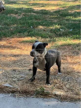 American Bully - 2/5