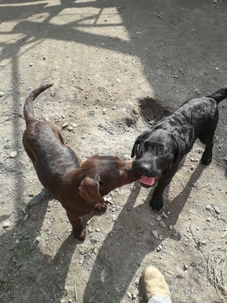 Labrador jellegű kiskutyák keresik szerető gazdijukat. - 1/4