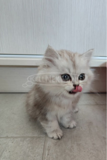 Csincsilla perzsa Csincsilla perzsa