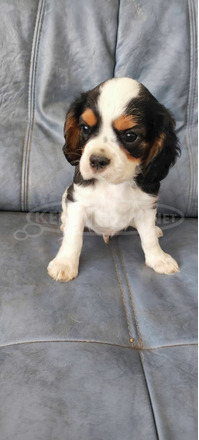 Cavalier king charles spániel - 1/2