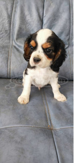 Cavalier king charles spániel