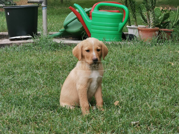 Labrador-Viszla kiskutya ingyenesen - 1/3