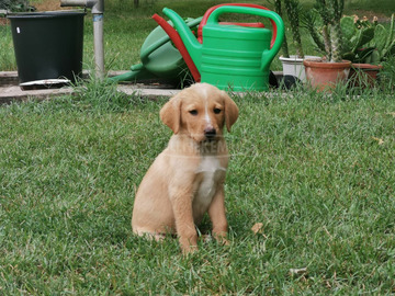 Labrador-Viszla kiskutya ingyenesen