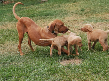 Labrador-Viszla kiskutya ingyenesen