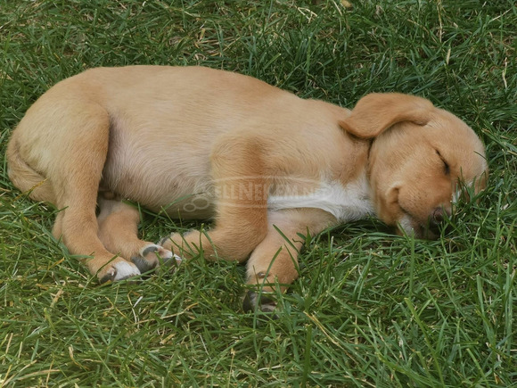 Labrador-Viszla kiskutya ingyenesen - 3/3