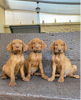 Eladó gyönyörű Magyar Vizsla kiskutyák Eladó gyönyörű Magyar Vizsla kiskutyák