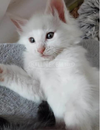 Main coon fehér kan cica adható a jó gondozás ellen - 4/4