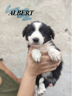 Gyönyörű Border Collie kölykök eladók