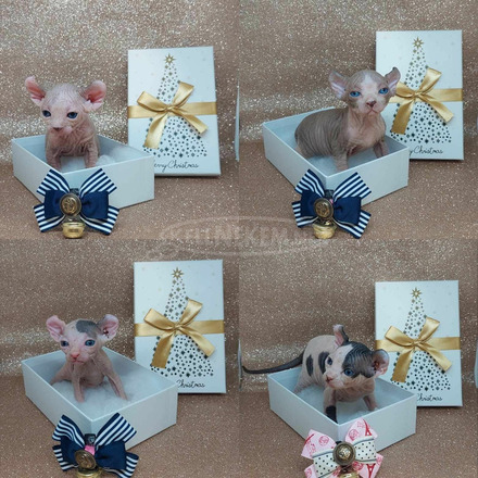 Szfinx /Sphynx/ és Elf cicák Bald Goblin kennel - 1/1