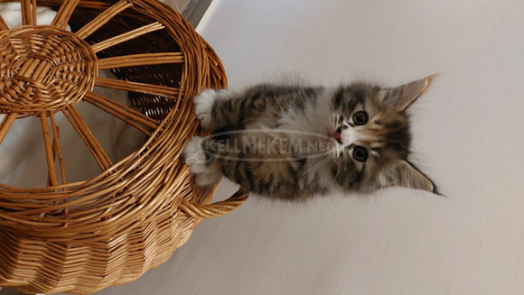 Maine coon kiscica - 2/10