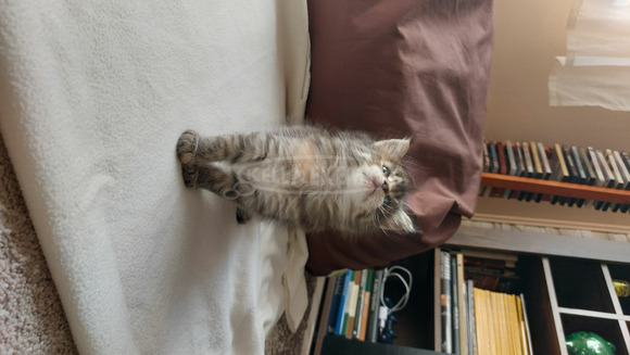 Maine coon kiscica - 5/10