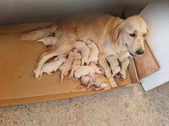 Eladó golden retriever kiskutyák - 3/3