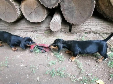 Fajtiszta tacskó kutyusok gazdidodnánsk