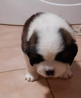 Bernáthegyi Minőségi kiskutyák Bernáthegyi Minőségi kiskutyák