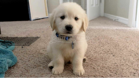 Golden retriever - 1/1