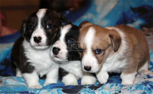 Gyönyörű Kc regisztrált pembroke walesi corgi kölykök eladók - 1/1