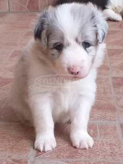 Blue merle fajtatiszta border collie