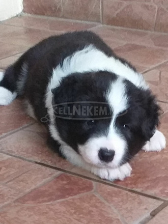 Blue merle fajtatiszta border collie - 3/4