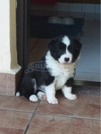 Blue merle fajtatiszta border collie - 4/4