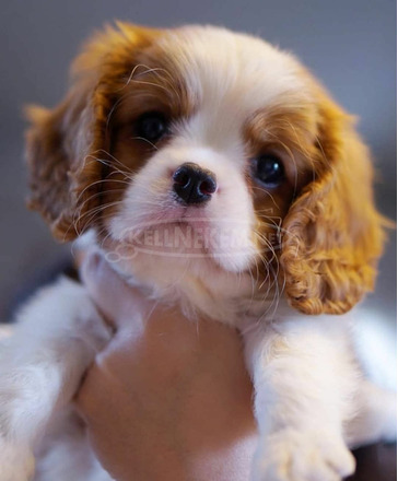 Gyönyörű Cavalier King Charles spániel kölykök eladók - 1/2