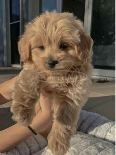 Van egy gyönyörű maltipoo kiskutyánk, amely készen áll az új otthonokb Van egy gyönyörű maltipoo kiskutyánk, amely készen áll az új otthonokb