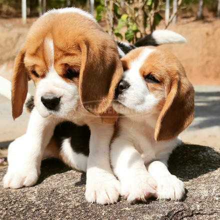 Félelmetes, tiszta fajtájú egészséges beagle kölykök új otthont keresn - 1/1
