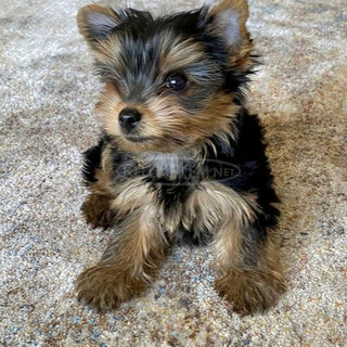 Törzskönyve Yorkshire kiskutyák eladók Törzskönyve Yorkshire kiskutyák eladók