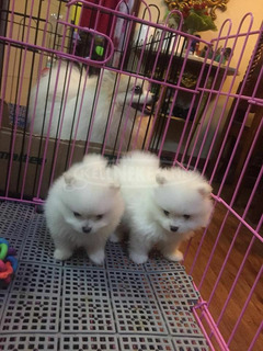 Imádnivaló apró pomerániai kölykök eladók