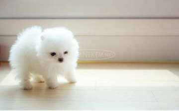 Teáscsésze pomerániai kölykök eladók Teáscsésze pomerániai kölykök eladók