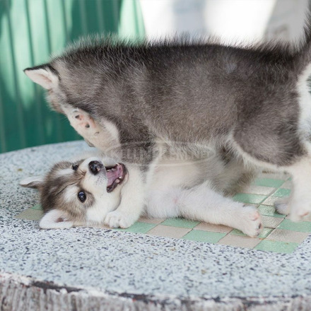 Gyönyörű husky kölykök kaphatók - 1/1