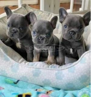 Imádnivaló, kiváló kutyusok készen állnak az új és örökké gyönyörűségü