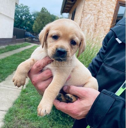 Fajtatiszta jellegű gyönyörű labrador - 1/2