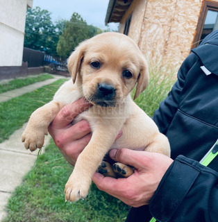 Fajtatiszta jellegű gyönyörű labrador