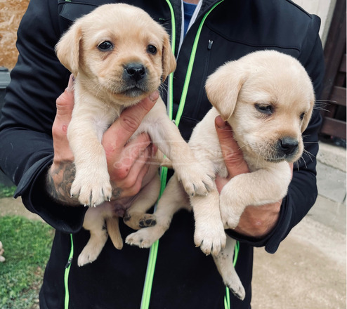 Fajtatiszta jellegű gyönyörű labrador - 2/2