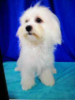 Máltai szuka kutya Máltai szuka kutya