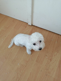 Máltai kis méretű szuka kutya Máltai kis méretű szuka kutya