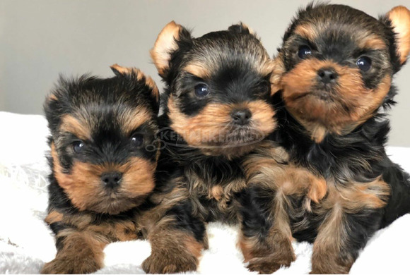 Gyönyörű Yorkie kölykök - 1/3