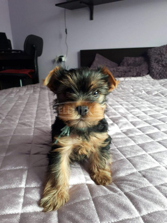 Gyönyörű Yorkie kölykök - 3/3
