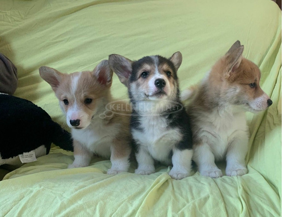 Gyönyörű Pembroke Welsh Corgi kölykök. - 1/3