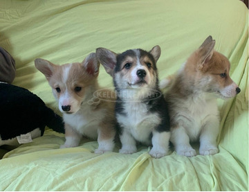 Gyönyörű Pembroke Welsh Corgi kölykök.