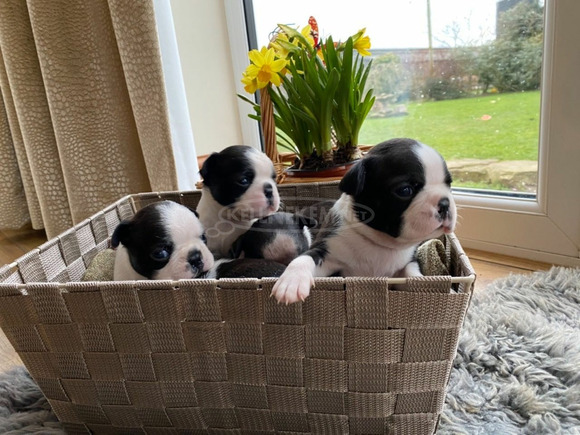 Van egy kan és egy szuka Boston Terrier kölyökkutyám. - 1/3