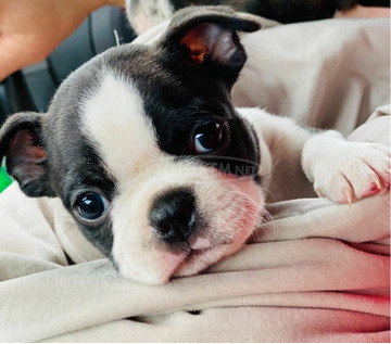 Van egy kan és egy szuka Boston Terrier kölyökkutyám.