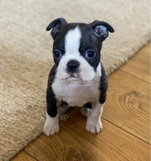 Van egy kan és egy szuka Boston Terrier kölyökkutyám.