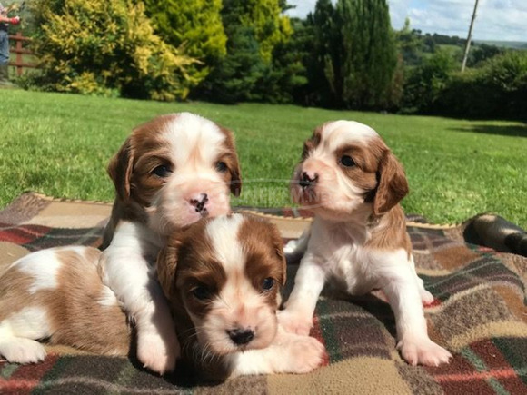 Aranyos és imádnivaló Cavalier King Charles spániel kiskutyák eladók - 1/3