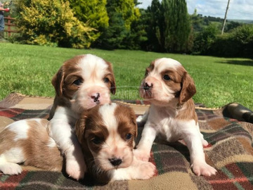 Aranyos és imádnivaló Cavalier King Charles spániel kiskutyák eladók