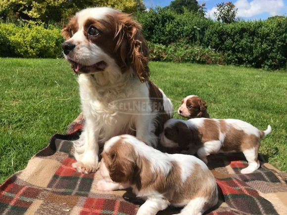 Aranyos és imádnivaló Cavalier King Charles spániel kiskutyák eladók - 2/3